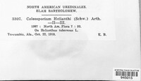 Coleosporium helianthi image